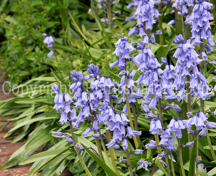 PGC-P-Hyacinthoides-hispanica-aka-Spanish-Hyacinth-5