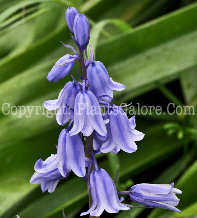 PGC-P-Hyacinthoides-hispanica-aka-Spanish-Hyacinth-6