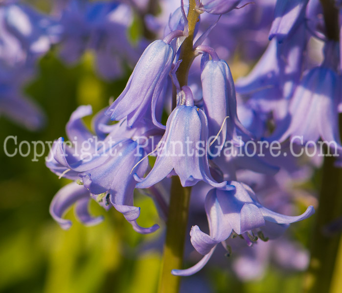 PGC-P-Hyacinthoides-hispanica-aka-Spanish-Hyacinth-7