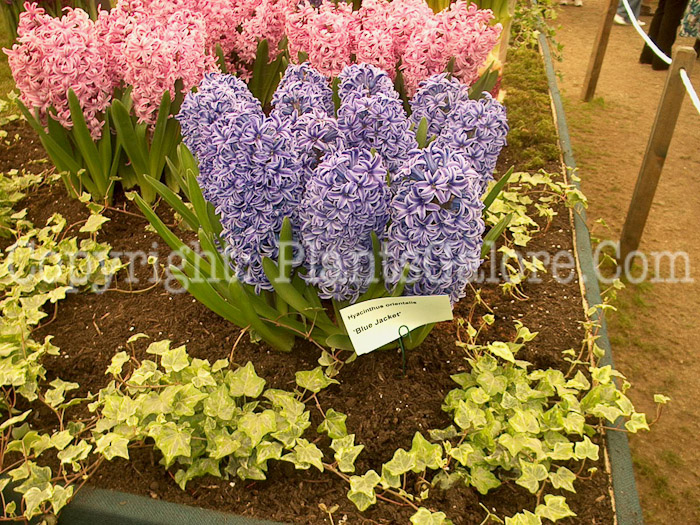 PGC-B-Hyacinthus-orientalis-10