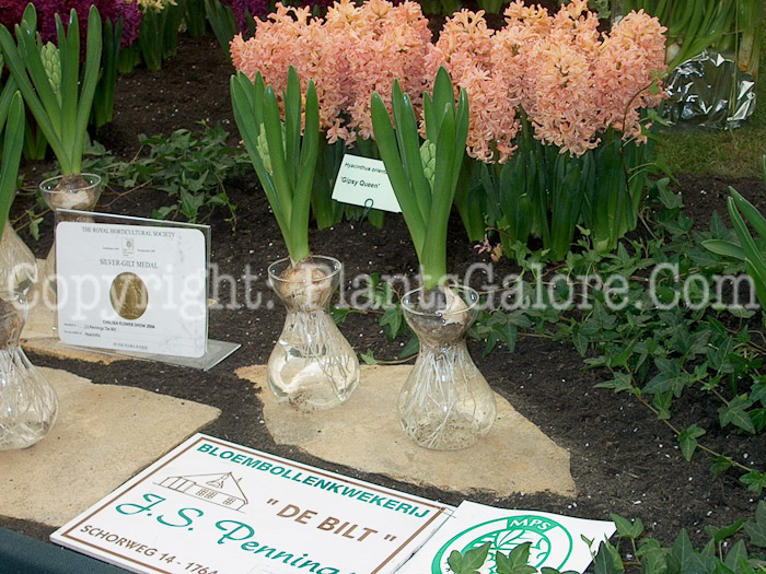 PGC-B-Hyacinthus-orientalis-11