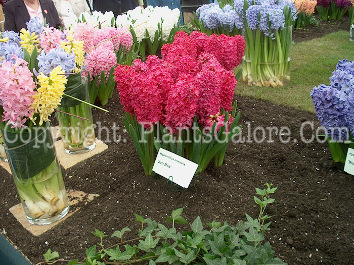 PGC-B-Hyacinthus-orientalis-12