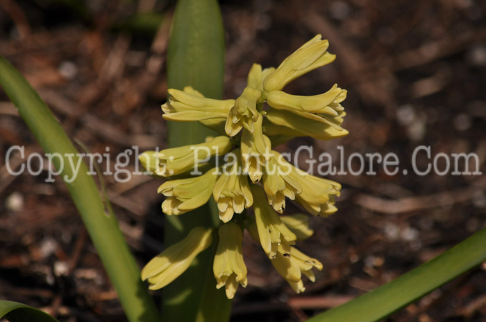 PGC-B-Hyacinthus-orientalis-13