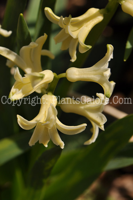 PGC-B-Hyacinthus-orientalis-2