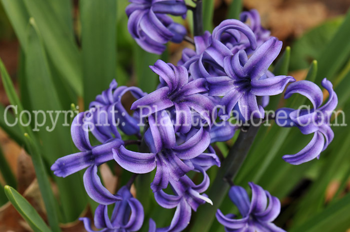 PGC-B-Hyacinthus-orientalis-3