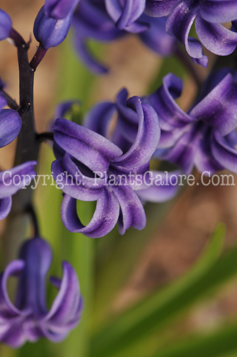 PGC-B-Hyacinthus-orientalis-4