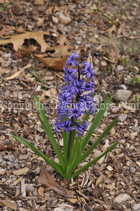 PGC-B-Hyacinthus-orientalis-5