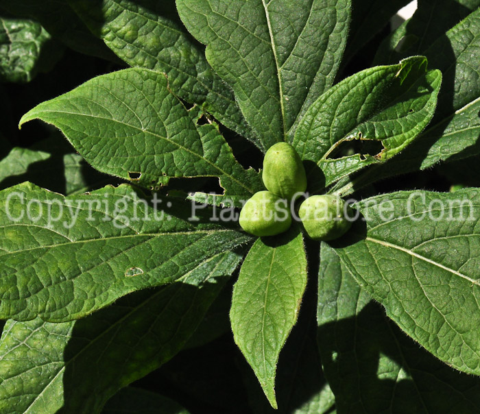 PGC-P-Hybanthus-concolor-aka-Green-Violet-813d-2