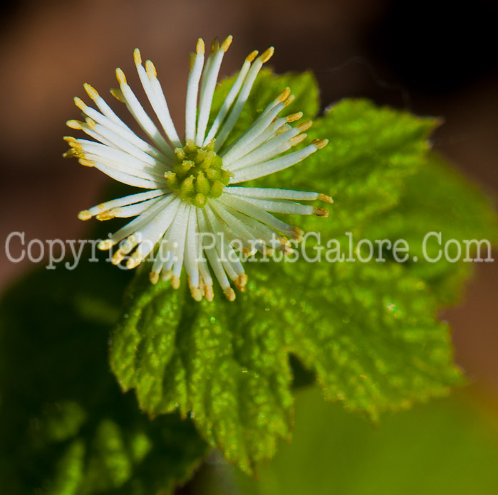 PGC-P-Hydrastis-canadensis-aka-Goldenseal-0514e2-3