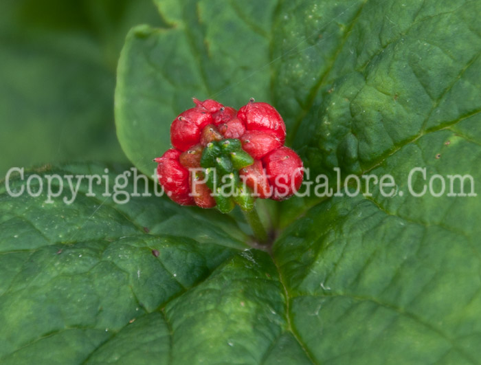 PGC-P-Hydrastis-canadensis-aka-Goldenseal-0714-2