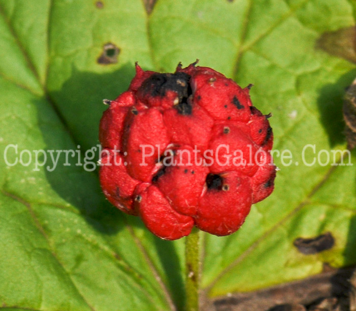 PGC-P-Hydrastis-canadensis-aka-Goldenseal-10