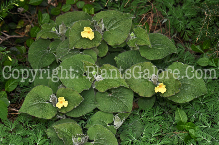 PGC-P-Hydrastis-canadensis-aka-Goldenseal-14