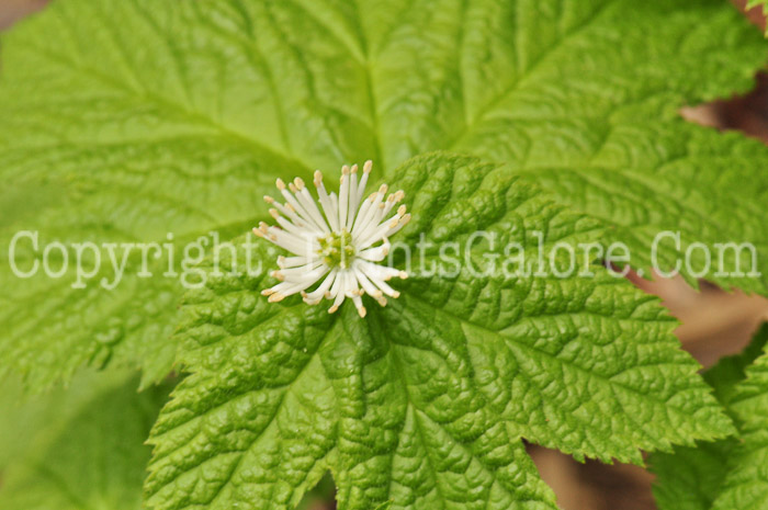 PGC-P-Hydrastis-canadensis-aka-Goldenseal-513-1