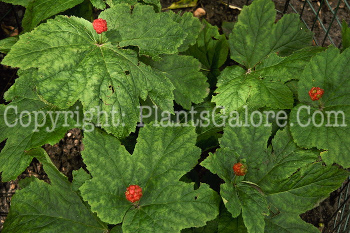 PGC-P-Hydrastis-canadensis-aka-Goldenseal-7