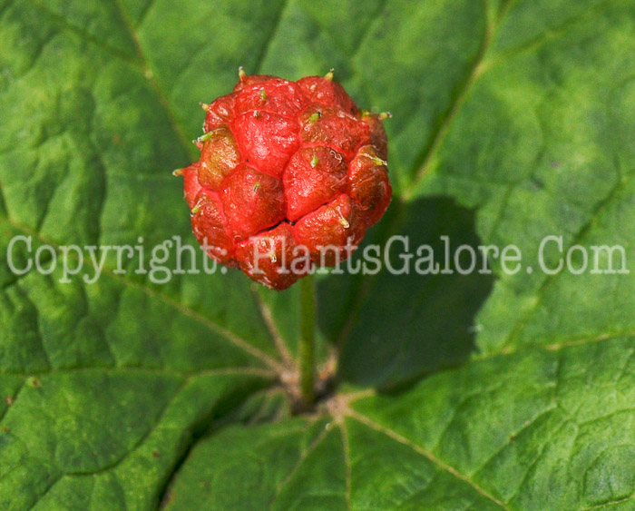 PGC-P-Hydrastis-canadensis-aka-Goldenseal-8