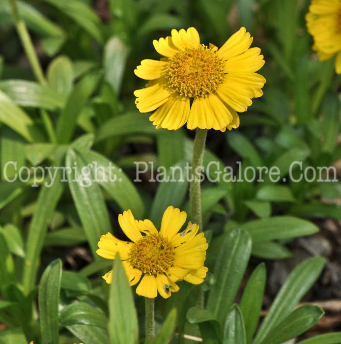 PGC-P-Hymenoxys-herbacea-aka-Lakeside-Daisy-4