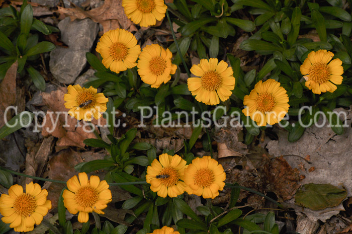 PGC-P-Hymenoxys-herbacea-aka-Lakeside-Daisy-7