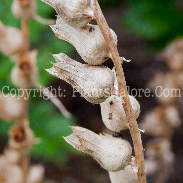 PGC-A-Hyoscyamus-niger-aka-Henbane-1013p-1