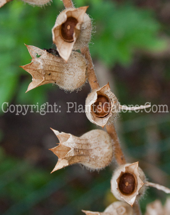 PGC-A-Hyoscyamus-niger-aka-Henbane-1013p-2