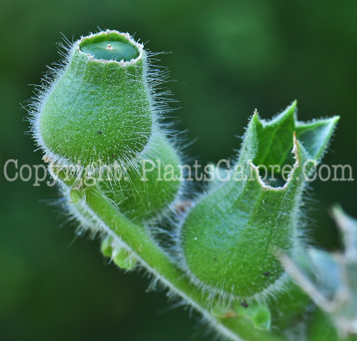 PGC-A-Hyoscyamus-niger-aka-Henbane-1013v-2