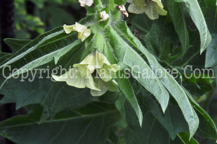 PGC-A-Hyoscyamus-niger-aka-Henbane-813r-2