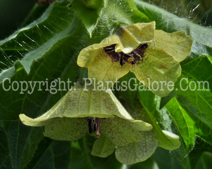 PGC-A-Hyoscyamus-niger-aka-Henbane-813r-3