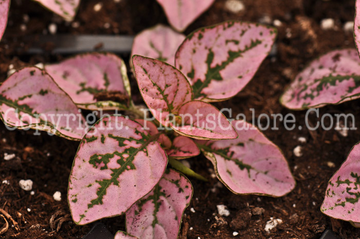 PGC-A-Hypoestes-Pink-Splash-Select-0001