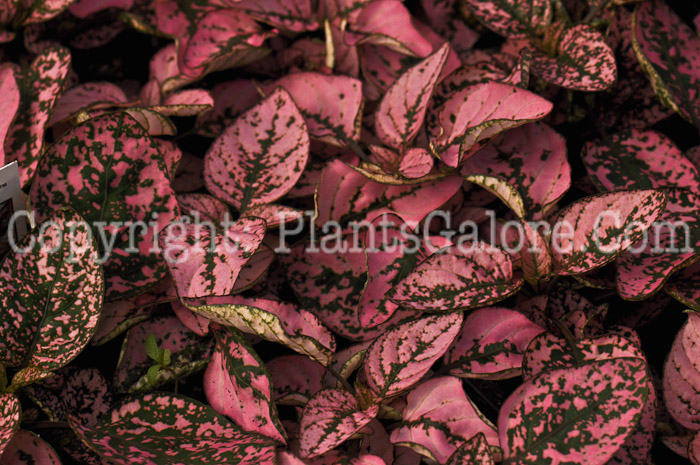 PGC-A-Hypoestes-Pink-Splash-Select-0003