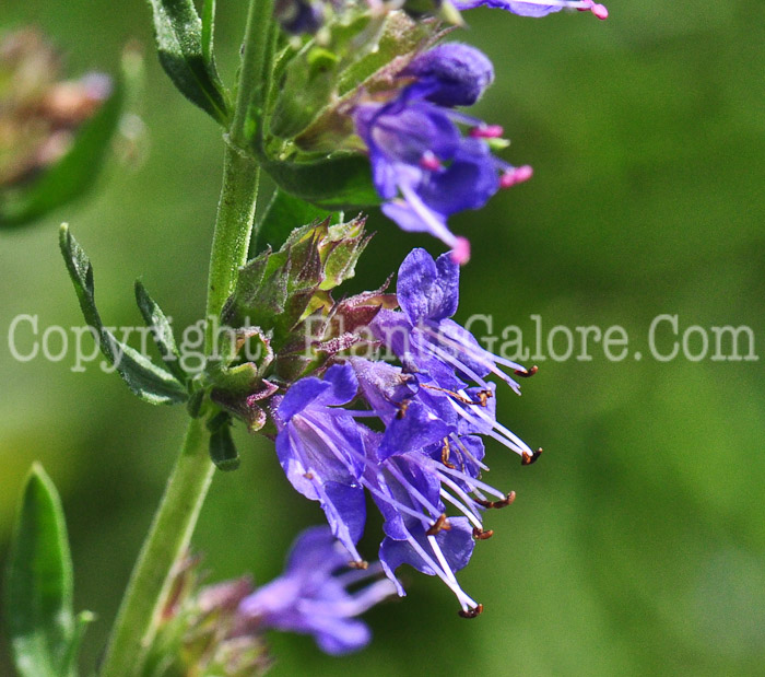 PGC-P-Hysoppus-officinalis-aka-Hyssop-813-2