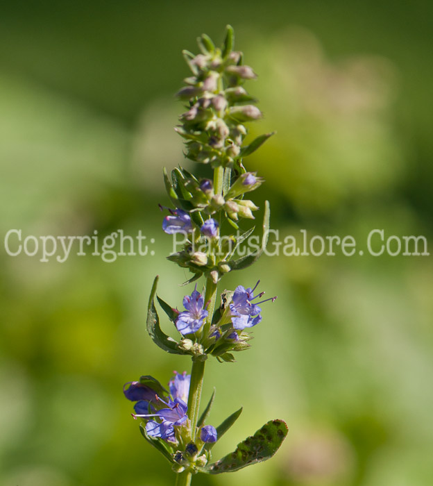 PGC-P-Hyssopus-officinalis-aka-Hyssop-0514-1