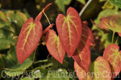 PGC-P-Epimedium-x-rubrum-2010-01