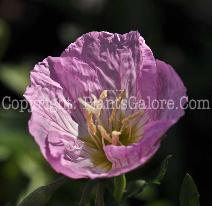 PGC-P-Oenothera-berlandieri-Siskiyou-2011-001