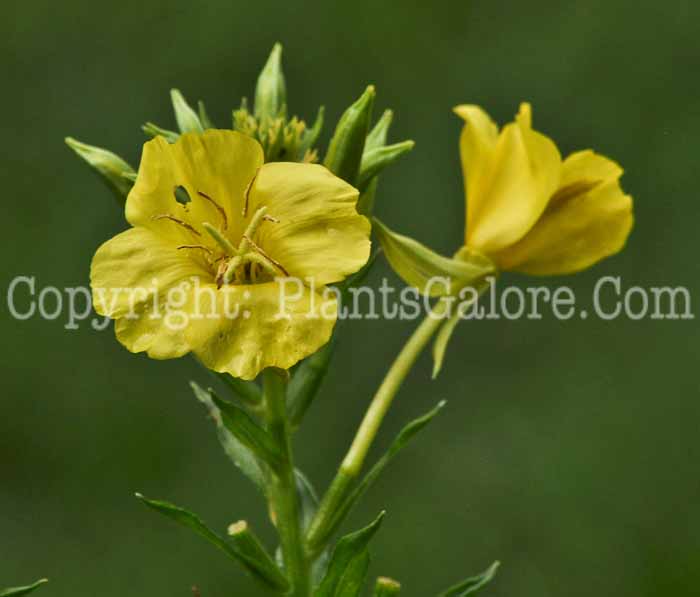 PGC-P-Oenothera-biennis-aka-Evening-Primrose-1