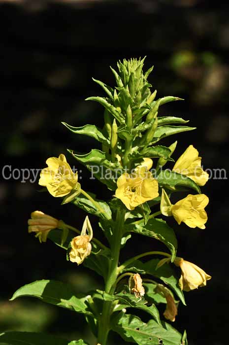 PGC-P-Oenothera-biennis-aka-Evening-Primrose-2
