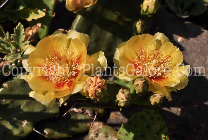PGC-P-Opuntia-humifusa-aka-Indian-Fig-2