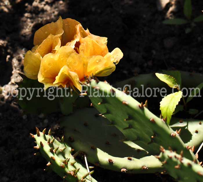 PGC-P-Opuntia-humifusa-aka-Indian-Fig-5