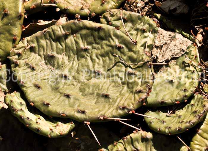 PGC-P-Opuntia-humifusa-aka-Indian-Fig-7