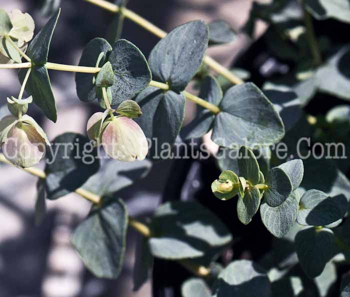 PGC-P-Origanum-rotundifolium-Kent-Beauty-2010-02