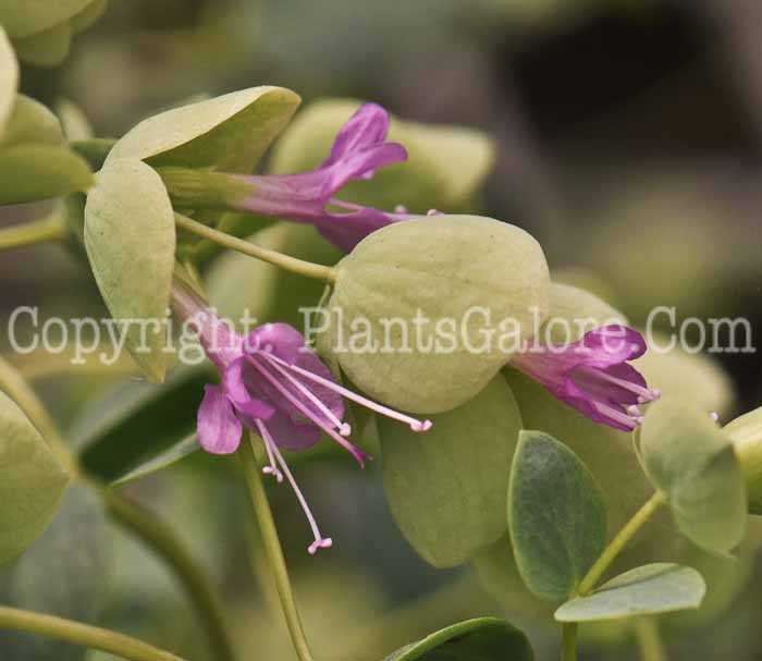 PGC-P-Origanum-vulgare-aka-Hopflower-2012-1