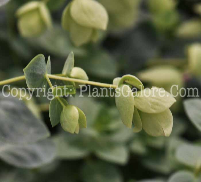 PGC-P-Origanum-vulgare-aka-Hopflower-2012-3