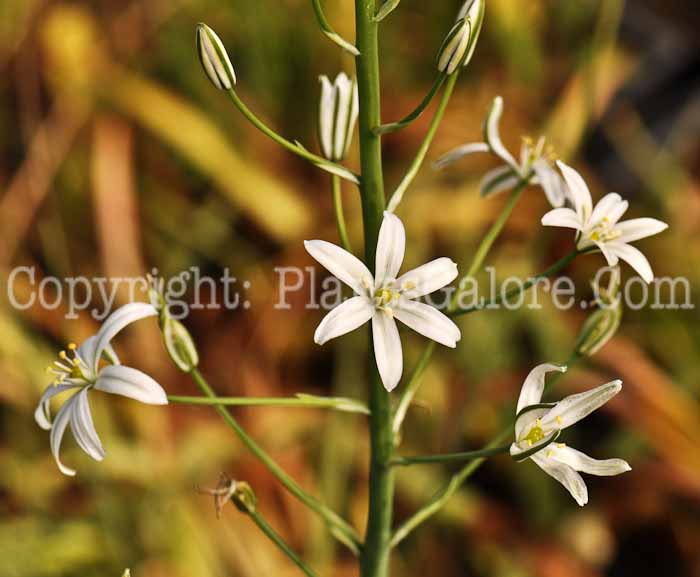 PGC-B-Ornithogalum-schlecteri-annum-5-2010-001