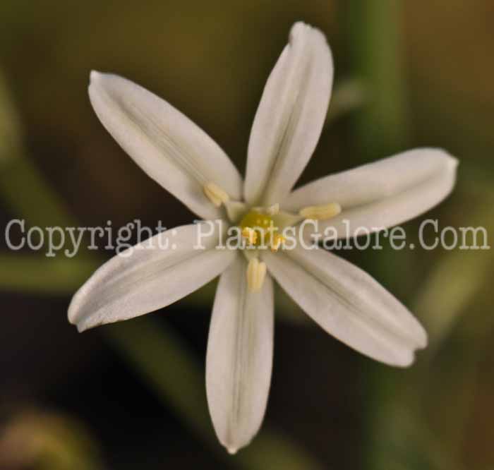 PGC-B-Ornithogalum-schlecteri-annum-5-2010-003