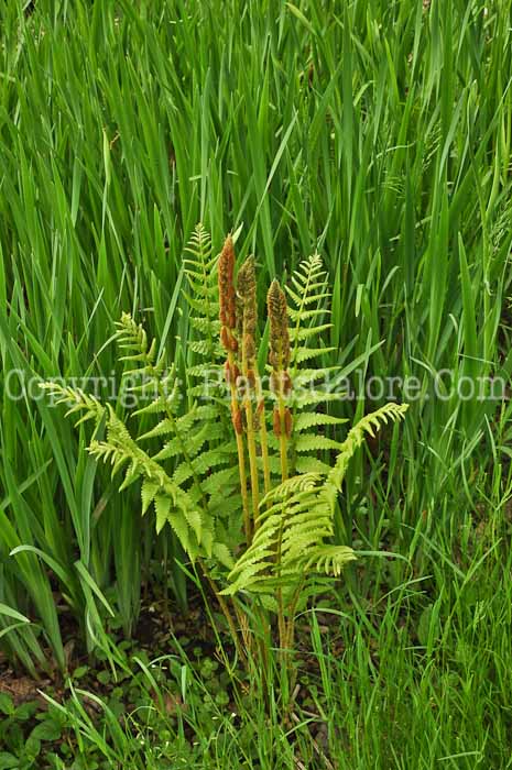 PGC-F-Osmunda-cinnamomea-aka-Cinnomon-Fern-11