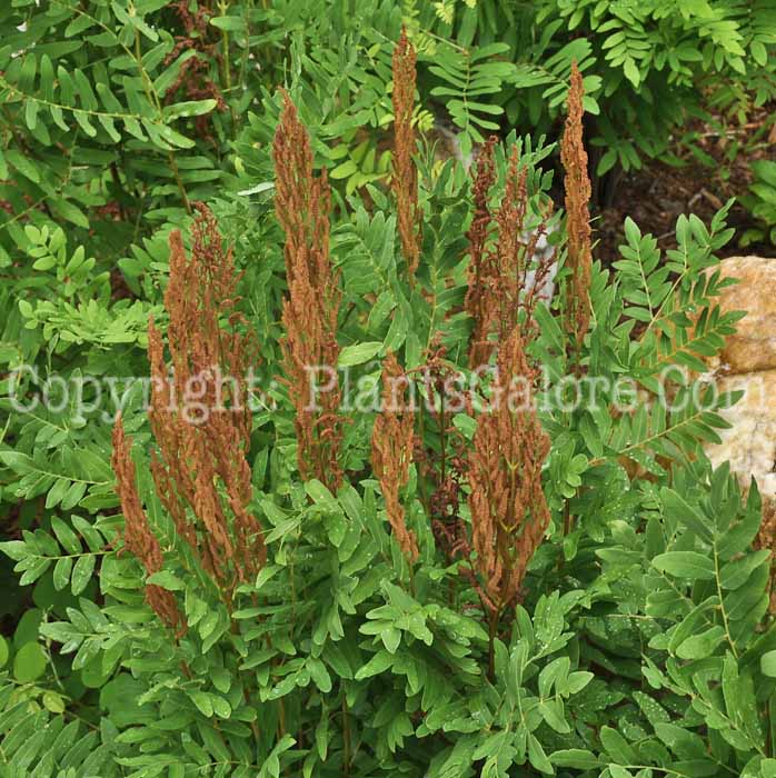 PGC-F-Osmunda-cinnamomea-aka-Cinnomon-Fern-18