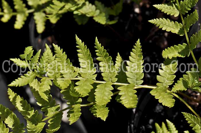 PGC-F-Osmunda-cinnamomea-aka-Cinnomon-Fern-3