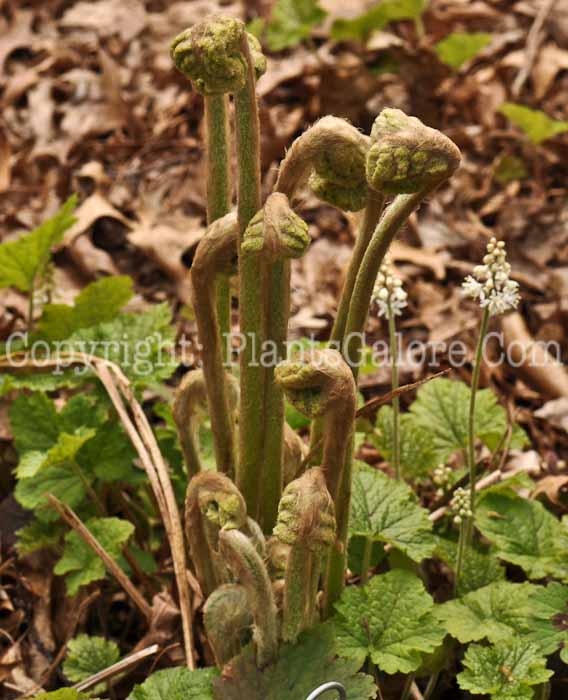 PGC-F-Osmunda-cinnamomea-aka-Cinnomon-Fern-6