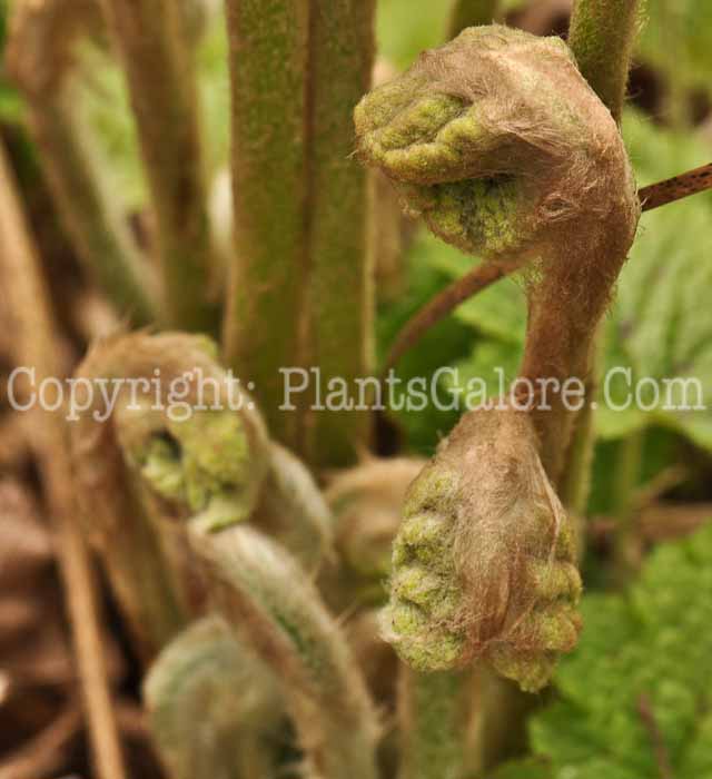 PGC-F-Osmunda-cinnamomea-aka-Cinnomon-Fern-8