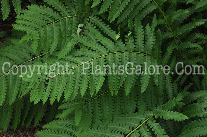 PGC-F-Osmunda-claytoniana-aka-Interrupted-Fern-3