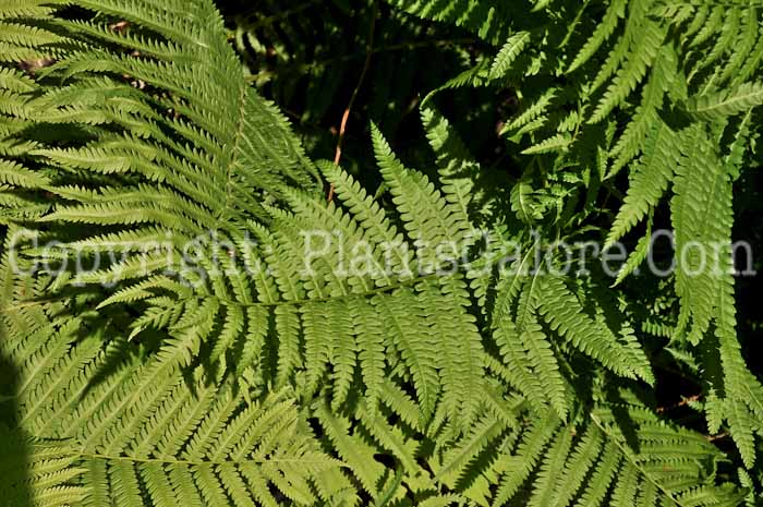 PGC-F-Osmunda-cinnamomea-aka-Cinnomon-Fern-2
