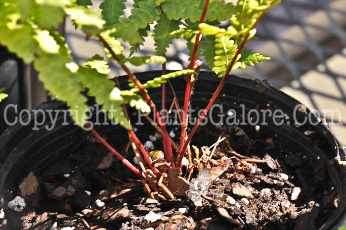 PGC-F-Osmunda-cinnamomea-aka-Cinnomon-Fern-4
